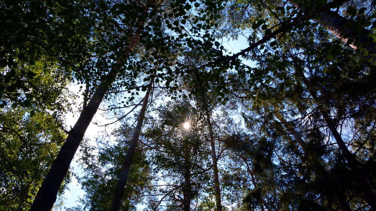 Dendrolog o wycince starodrzewu