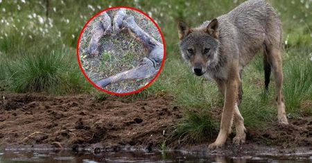Wilki rozszarpały dwa źrebaki. Gminnej urzędniczce zjadły psa
