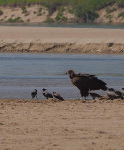 Warszawa. Sęp przyleciał. Taki przybysz zadziwia ornitologów