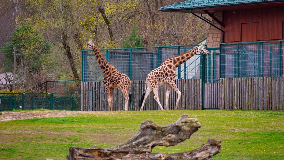 Dyrektorem gdańskiego zoo od 1991 jest Michał Targowski