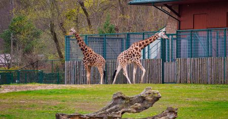Od ponad 30 lat jest dyrektorem gdańskiego ZOO. "Nie miałem pojęcia, na co się piszę"