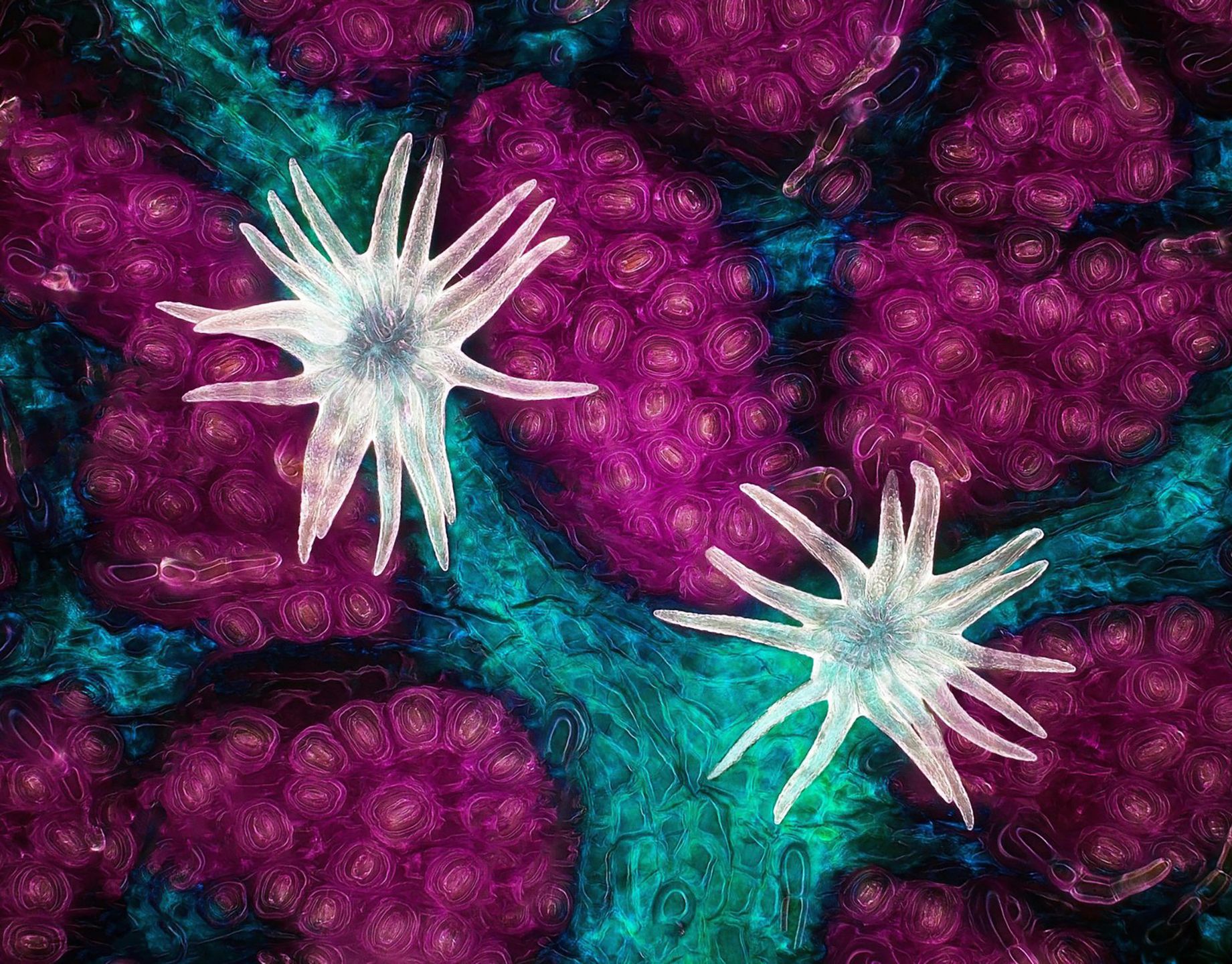 Małe jest piękne. Oto zwycięskie zdjęcia konkursu Nikon Small World 2021 1