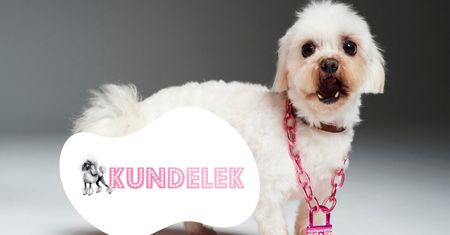 #AdoptujŚwiadomie! Pudelek szuka domu dla słodkiej Poppy!