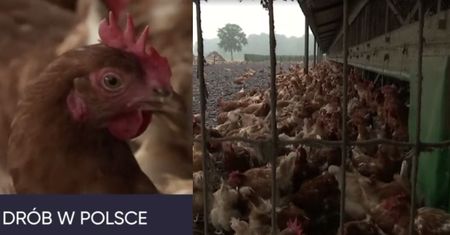 Skażony drób trafił do Polski! "Towar został zablokowany i niedopuszczony do obrotu"