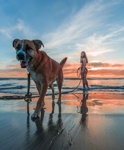 Spór o psa na plaży. Sąd wyraził się jasno