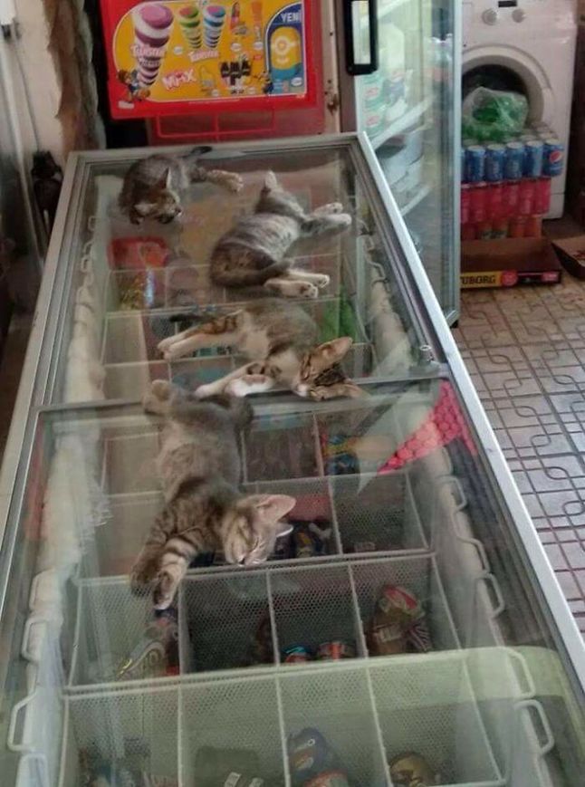Bezdomne koty śpiące na lodówce w sklepie.