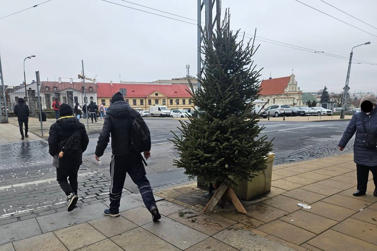 Choinki zasłaniające pieszych przy przejściu dla pieszych na ul. Lubartowskiej