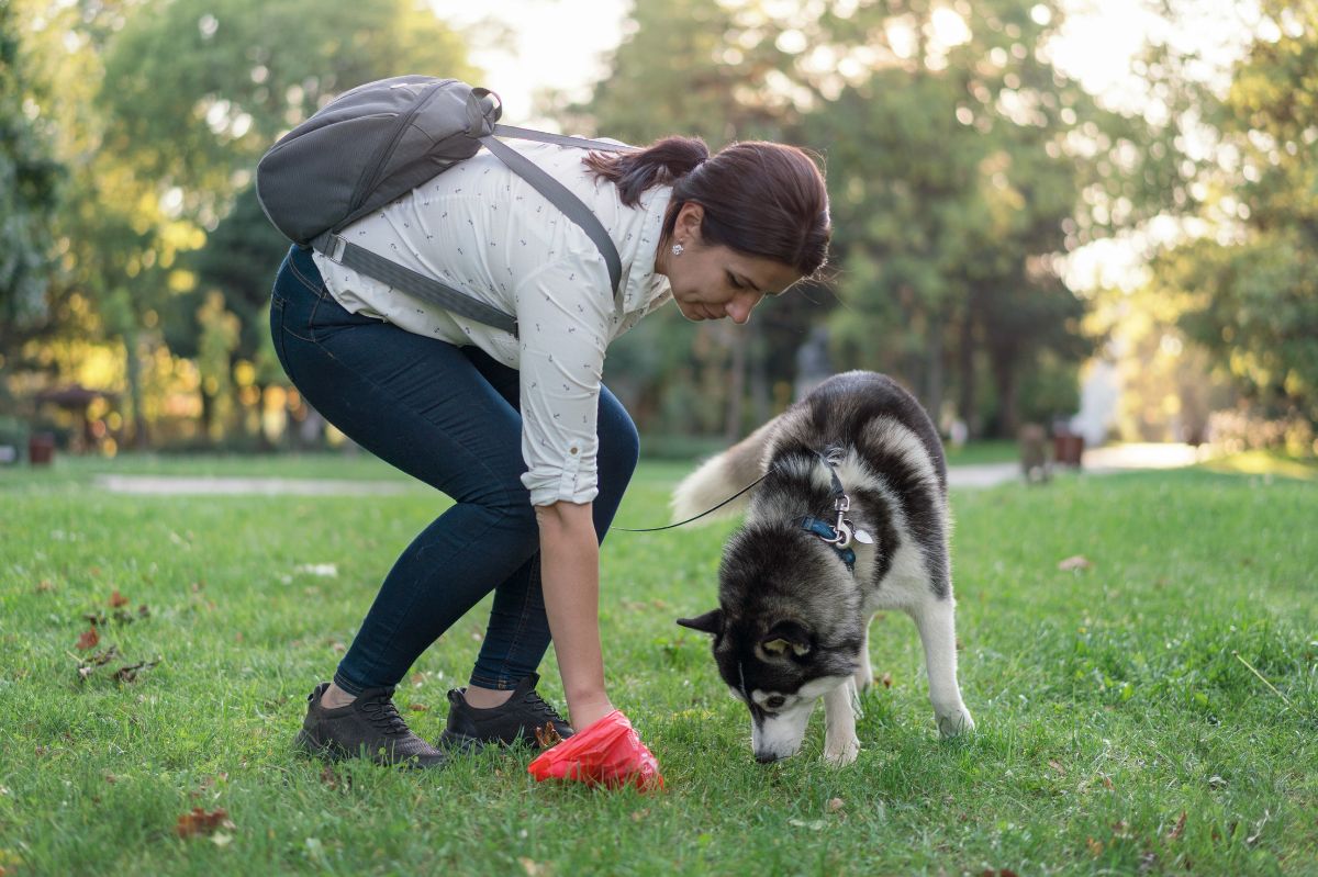 Not cleaning up after your dog is punishable.