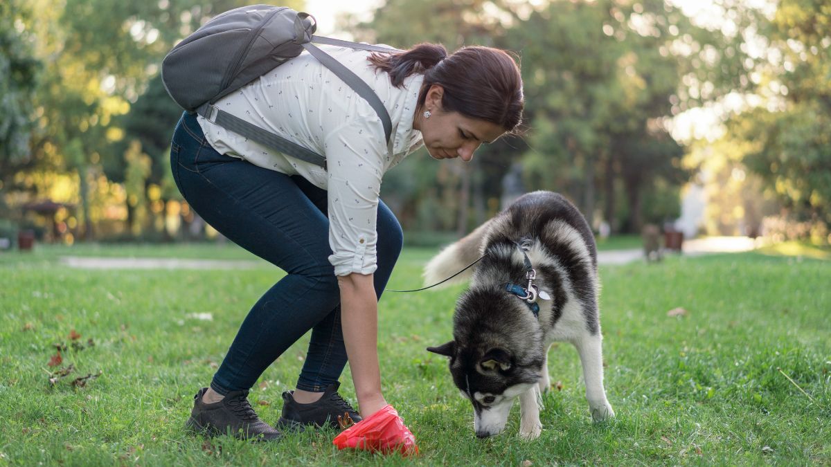 Niesprzątanie po psie jest karalne.