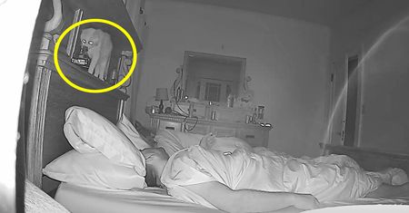 Pobudka! Kot nie miał litości wobec swoich właścicieli