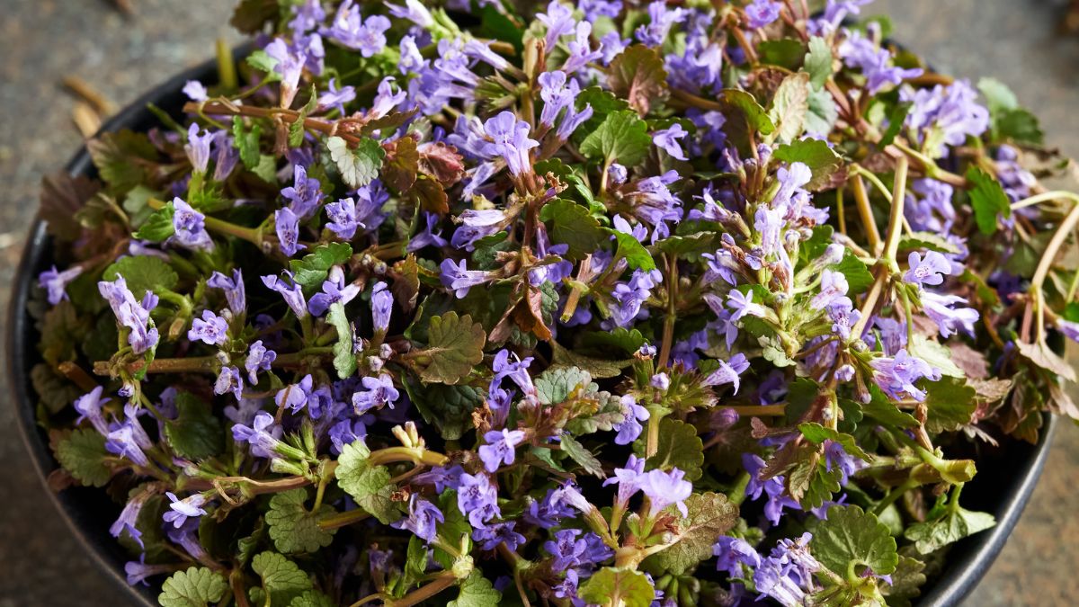 Bluszczyk kurdybanek