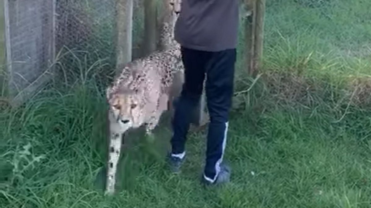 gepard rzucił się na nastolatkę