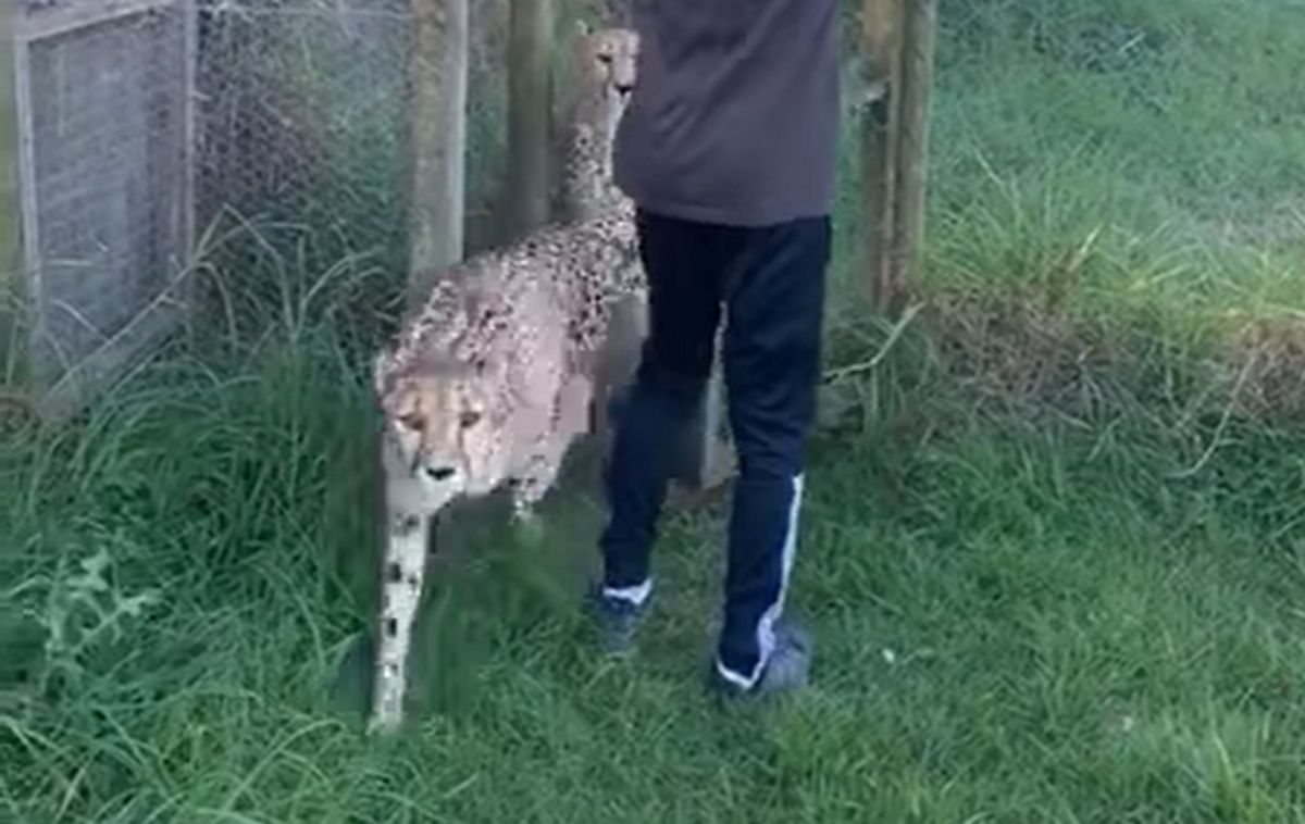 Gepard zakradł się do nastolatki od tyłu. Chciał przegryźć jej gardło