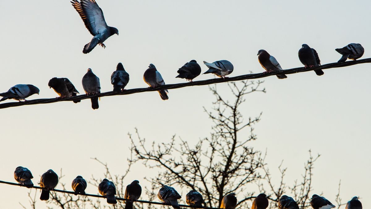 Niepozorne ptaki moga spowodować, że ludzie spedzą czas przy świecach