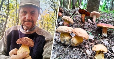 Wysyp borowików w kwietniu. Grzybiarz wyjaśnił, co się dzieje