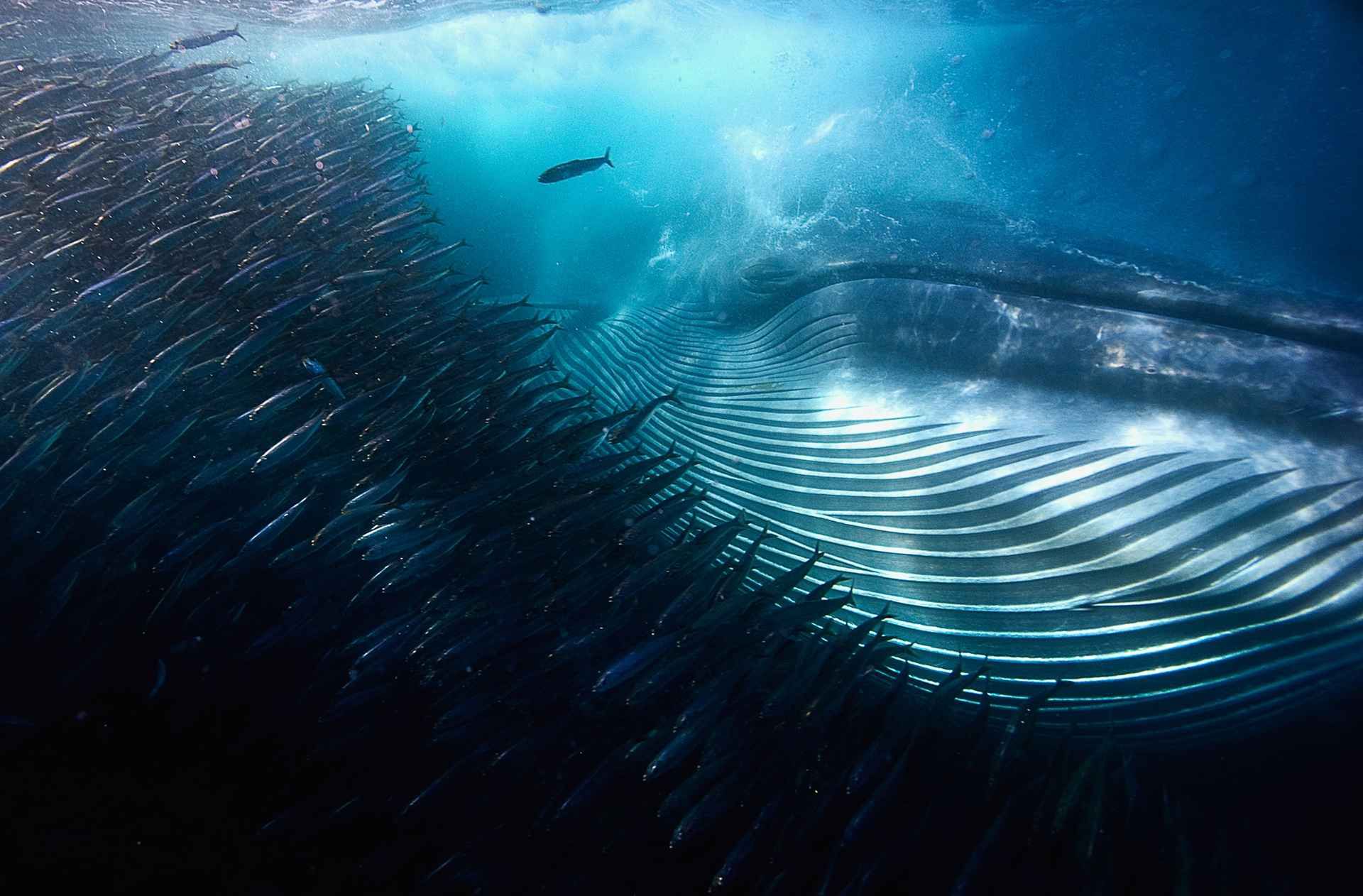 Zdjęcia wyróżnione w konkursie Wildlife Photographer of the Year 2015 4