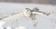 Sowa śnieżna uznana za regionalnie wymarłą. Była symbolem dzikiej północy