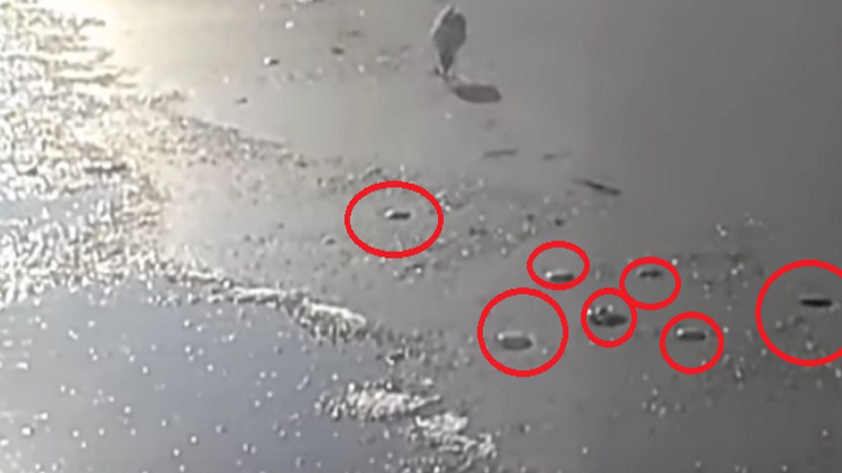Powoli konają na plaży.