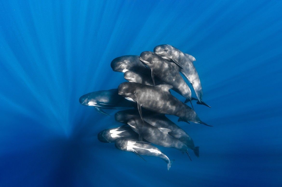 Oto najlepsze zdjęcia przyrodnicze z Europy. Zobaczcie fotografie zwycięzców konkursu GDT European Wildlife Photographer of the Year 2017 15