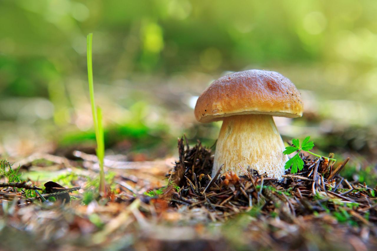 Borowik (prawdziwek) – gatunki jadalne, gatunki trujące, właściwości odżywcze, przepisy