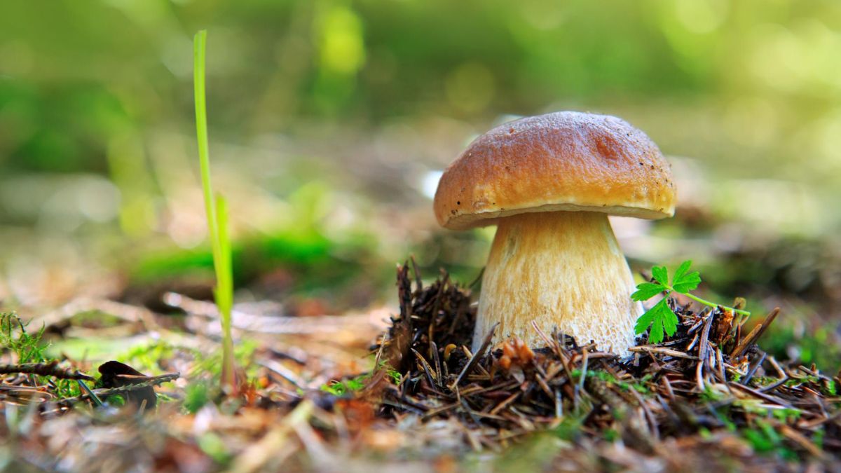 Borowiki jadalne mają wiele cennych właściwości odżywczych.