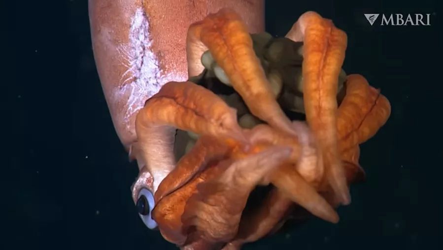 Deep-sea discovery: Mother squid with massive eggs baffles scientists