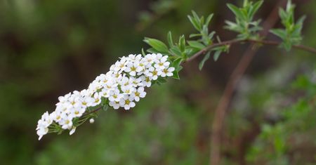 Tawuła – odmiany, gatunki, zastosowanie i uprawa