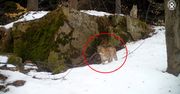 Niezwykłe nagranie z fotopułapki w polskich górach. "Czad!"