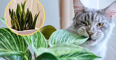 Masz w domu te rośliny doniczkowe? Uważaj na swojego kota