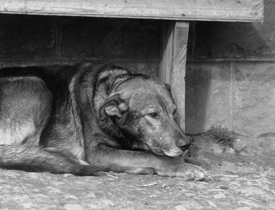W dotkniętej wielkim kryzysem Polsce na talerzach głodujących lądowały również psy