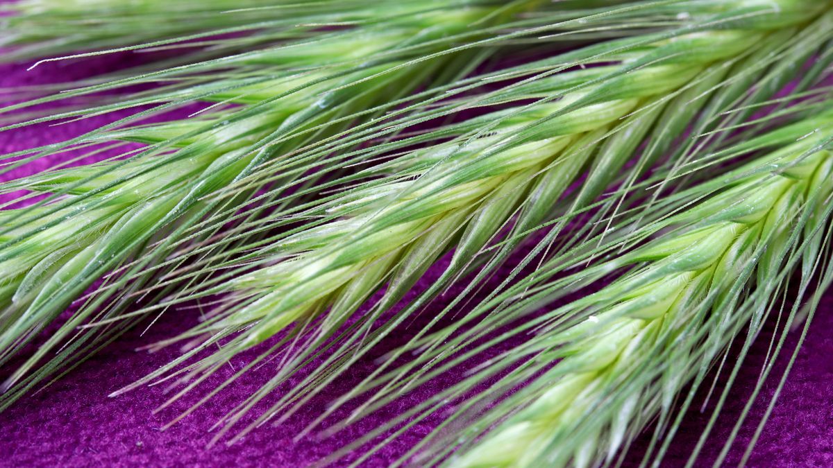 Perz usuwa z organizmu zbędne produkty przemiany materii