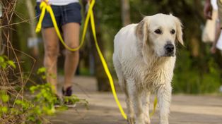 Twój pies odmawia spacerów? Winna może być jedna rzecz