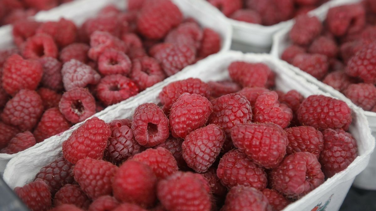 Plantatorzy malin są w potrzasku. Czekają ich zmiany w produkcji?