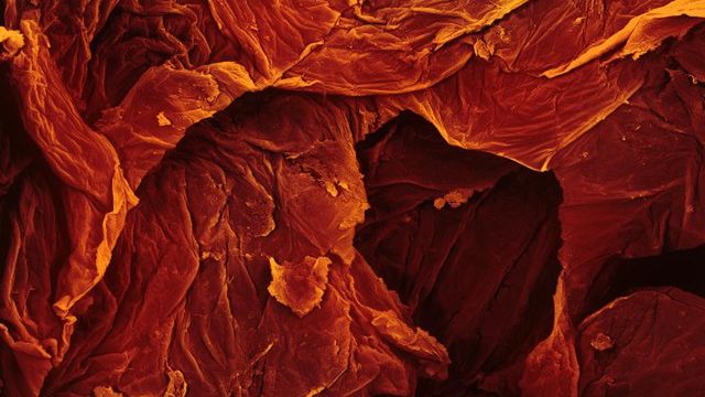 Jedzenie pod mikroskopem - wiesz na co patrzysz? 1