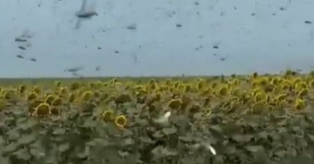Plaga w Rosji. "Natura sama się mści". Nagranie z Kraju Krasnodarskiego