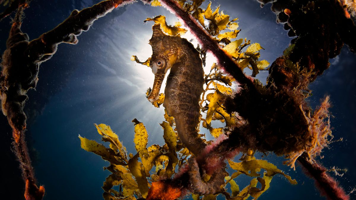 Zobacz wczesne zgłoszenia do Sony World Photography Awards 2019 1