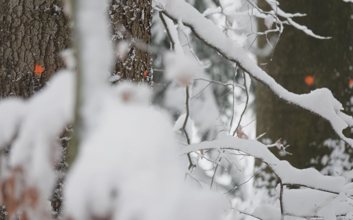 Drzewa przeznaczone do wycinki w Rysim Lesie. Fot. A.Zbrożek