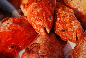 Dziwaczny wygląd może odstraszać. Ma słodkawe mięso i sporo białka