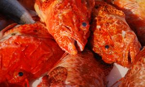 Dziwaczny wygląd może odstraszać. Ma słodkawe mięso i sporo białka