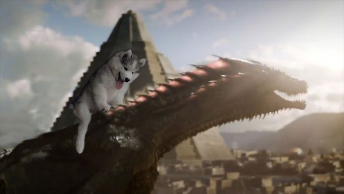 Ten Husky utknął na palmie. Komiczne zdjęcie rozpoczęło photoshopową bitwę 8