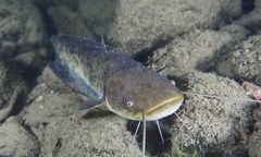 Włosi walczą z sumami. Chcą się ich pozbyć z jeziora Garda