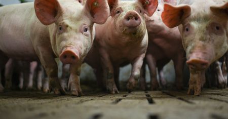 "Locha plus". Są szczegóły rozporządzenia, będą dopłaty do świń