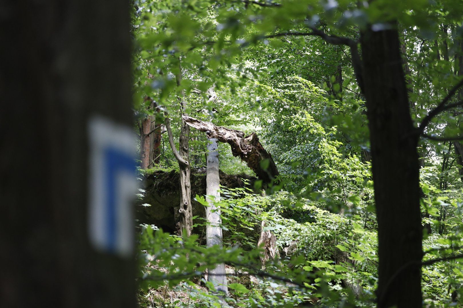 Rezerwat Ostrężnik