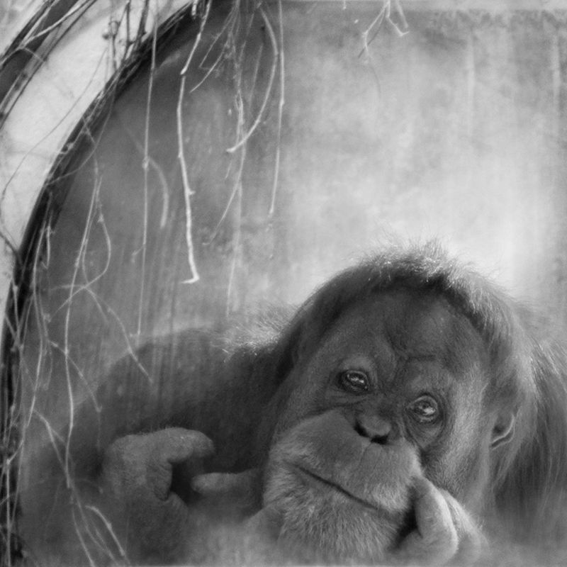 Przejmujące i pełne emocji portrety małp zamkniętych w ogrodach zoologicznych 17
