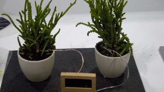 Ekoblogia: Elektroniczny zegar biologiczny 1