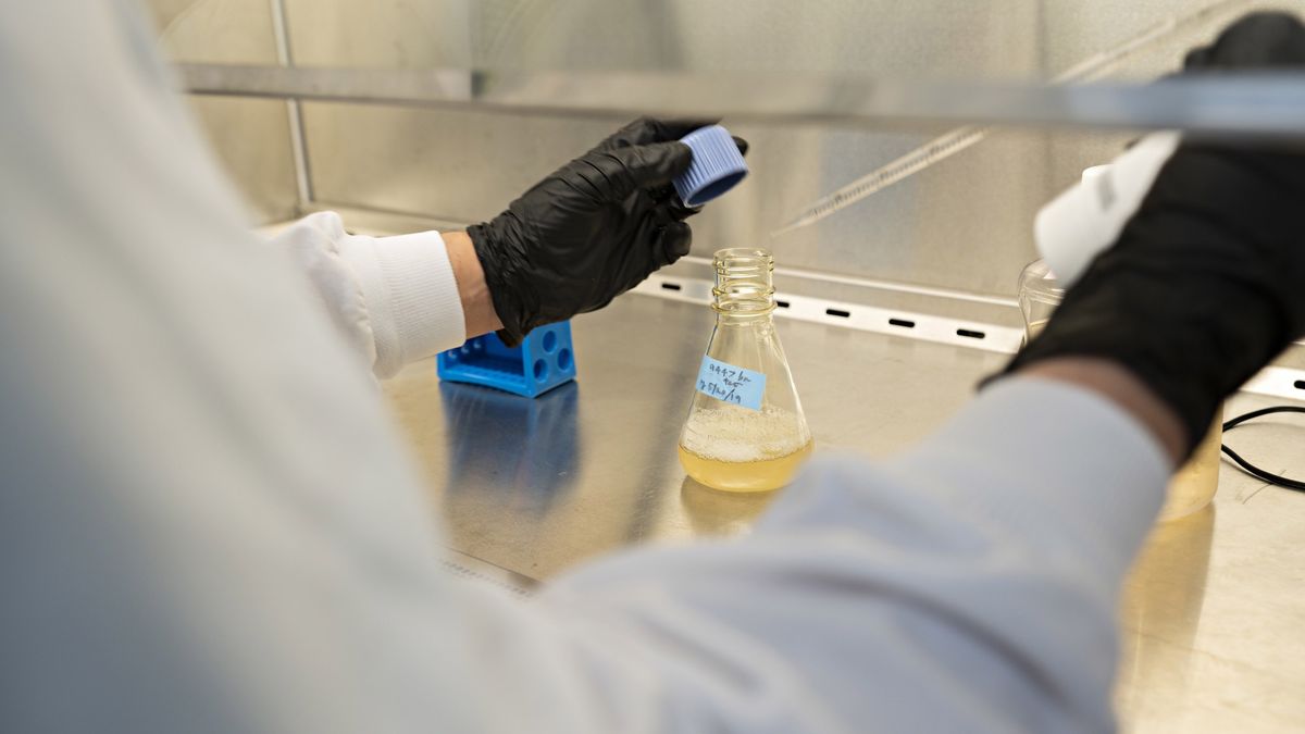 AstraZeneca czy Pfizer? Szczepionka na COVID-19 w dwóch odsłonach