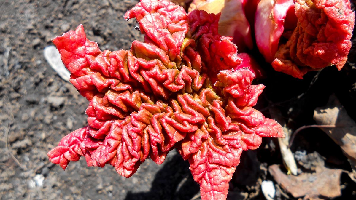 Wypłukuje z organizmu wapń i magnez. Powoduje ból kości i stawów