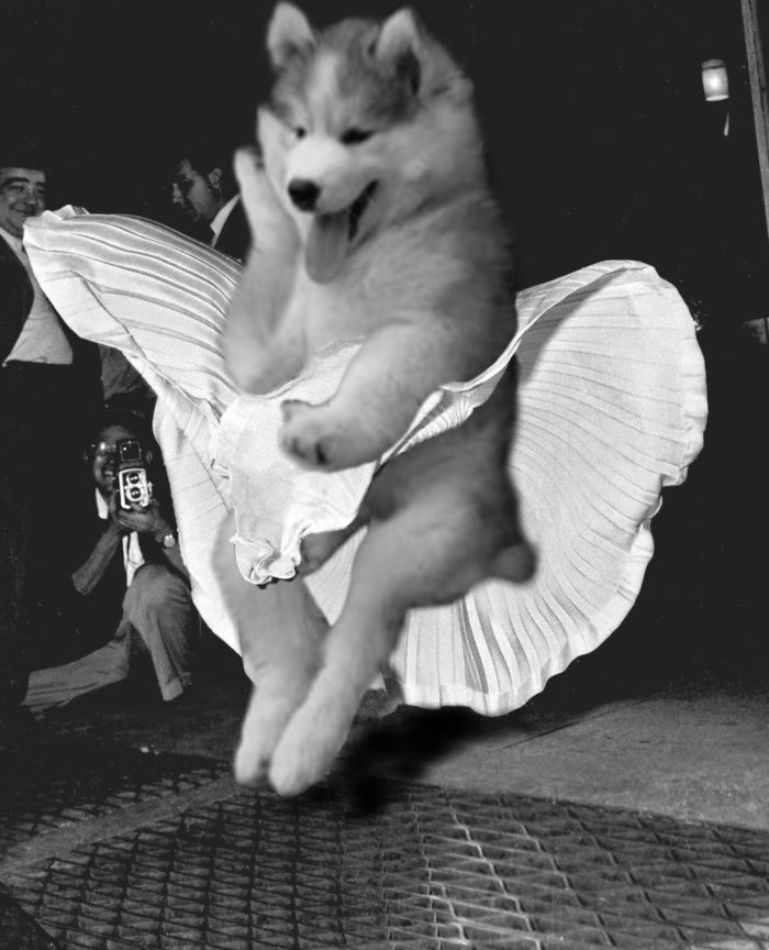 Ten Husky utknął na palmie. Komiczne zdjęcie rozpoczęło photoshopową bitwę 2
