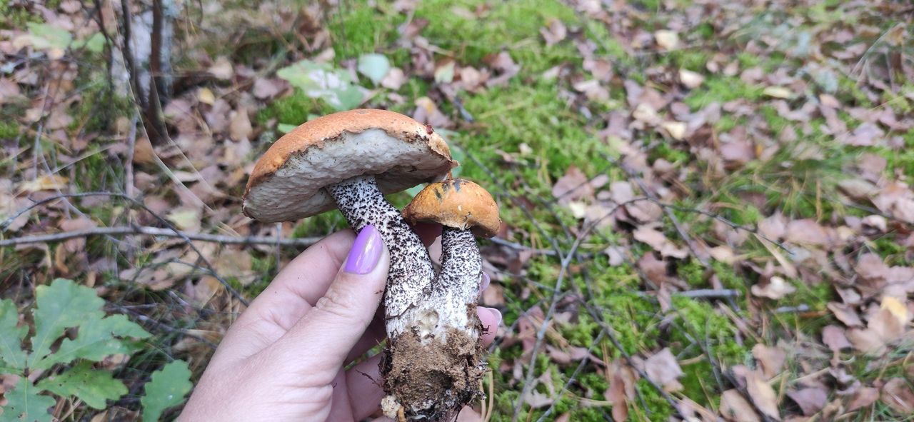 Pomorze: Wysyp grzybów w lasach nieopodal Chojnic