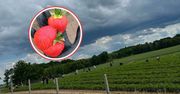 Czarne chmury nad plantacją. Rolnicy odwołali samozbiory. "Prosimy"